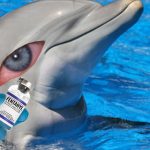 ¡Alarmante! Descubren fentanilo en delfines del golfo de México