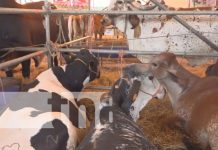 Estelí inaugura su feria ganadera con innovaciones y atractivo rodeo juvenil Foto: Feria Ganadera en Estelí / TN8