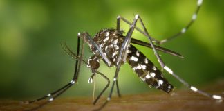 Foto: Casos de dengue disminuyen un 18% en Nicaragua
