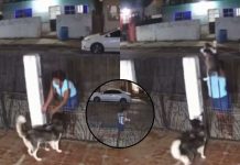 ¡Andaba en las llagas! Mujer roba un perrito para luego venderlo por Facebook Foto: Robó un perro para venderlo por Facebook /Cortesía