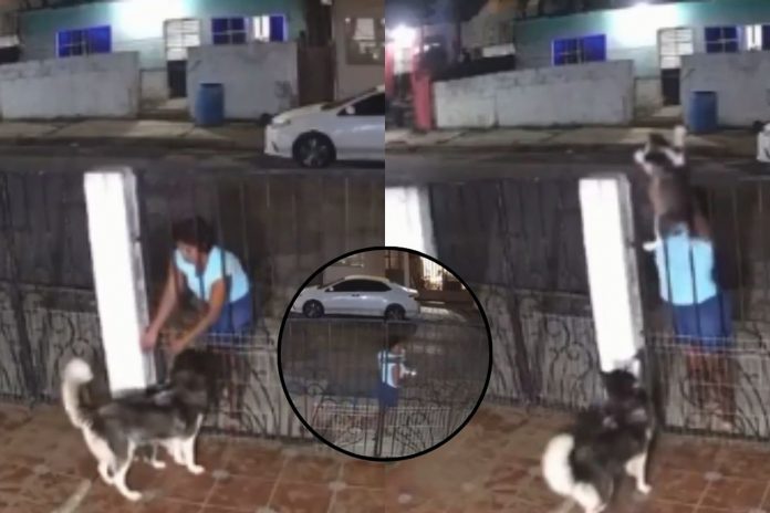 Foto: Robó un perro para venderlo por Facebook /Cortesía Foto: Robó un perro para venderlo por Facebook /Cortesía