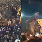 Pánico en India: Elefante embiste a una multitud durante una festividad (VIDEO) Foto: Elefante embiste a una multitud durante una festividad en la India /Cortesía