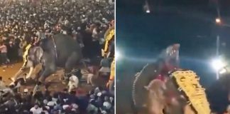 Foto: Elefante embiste a una multitud durante una festividad en la India /Cortesía