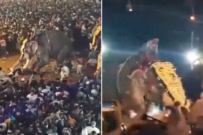 Foto: Elefante embiste a una multitud durante una festividad en la India /Cortesía Foto: Elefante embiste a una multitud durante una festividad en la India /Cortesía