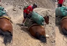 Ciclistas salvan a un caballo de caer al vacío en unas montañas Foto: Ciclistas salvan a un caballo /cortesía