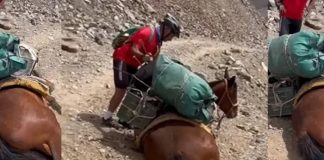 Foto: Ciclistas salvan a un caballo /cortesía
