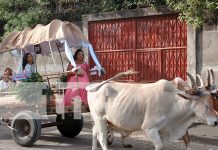 Ciudad Darío se viste de gala en honor al Príncipe de las Letras Castellanas Foto: Ciudad Darío se viste de gala en honor al Príncipe de las Letras Castellanas/TN8