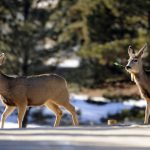 Enfermedad del ciervo zombi peligro para humanos Foto: Enfermedad del ciervo zombi peligro para humanos