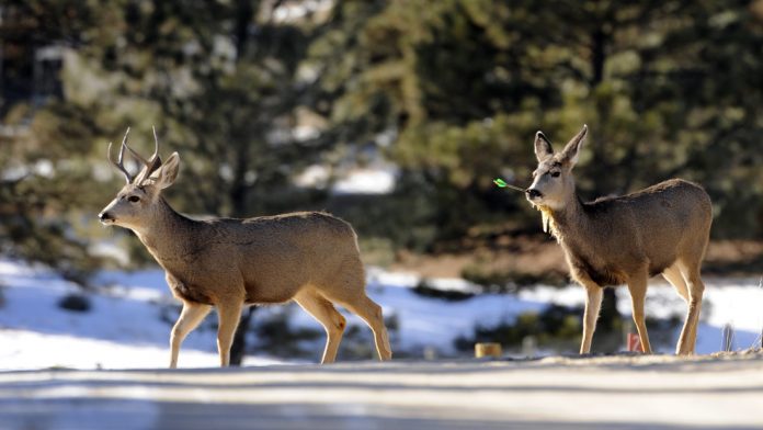 1 Foto: Enfermedad del ciervo zombi peligro para humanos