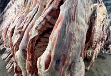 Nicaragua lidera la región en producción y exportación de carne bovina