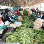 Nicaragua exporta 11.9 millones de kilogramos de plátano en 2024