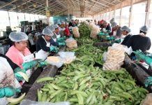 Nicaragua exporta 11.9 millones de kilogramos de plátano en 2024