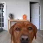 El perrito que engañó a la cámara… hasta que el gato lo delató Foto: Perrito travieso /cortesía