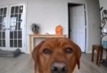 El perrito que engañó a la cámara… hasta que el gato lo delató Foto: Perrito travieso /cortesía