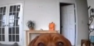 Foto: Perrito travieso /cortesía