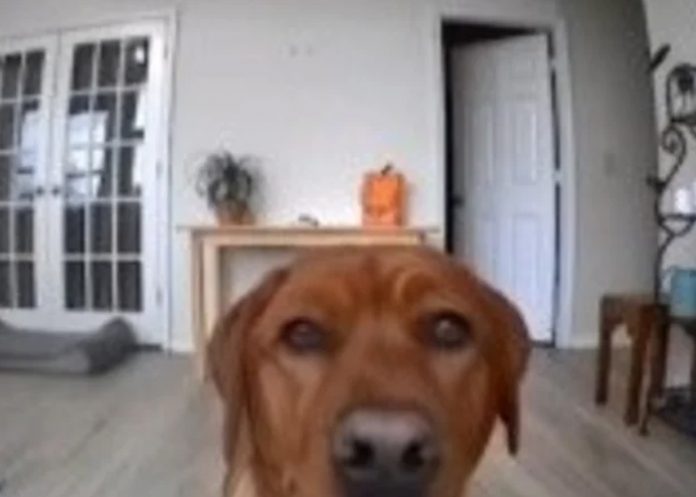 Foto: Perrito travieso /cortesía Foto: Perrito travieso /cortesía