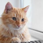 ¡Presionó Enter! Gata deja a su dueña sin trabajo al enviar su renuncia Foto: ¡Culpa de la gata! /cortesía