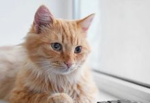 ¡Presionó Enter! Gata deja a su dueña sin trabajo al enviar su renuncia Foto: ¡Culpa de la gata! /cortesía