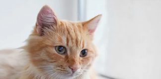 Foto: ¡Culpa de la gata! /cortesía