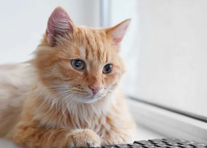 Foto: ¡Culpa de la gata! /cortesía Foto: ¡Culpa de la gata! /cortesía