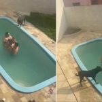 (VIDEO) El drama de una familia atrapada por perros en una piscina Foto: Familia se lleva el susto de su vida /cortesía