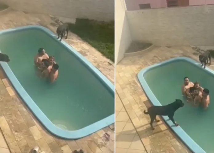 Foto: Familia se lleva el susto de su vida /cortesía