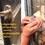 El video de un mono pidiendo agua que tiene a todos hablando Foto: El mono más tierno del zoológico  /cortesía