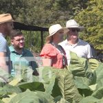Extranjeros exploran el proceso de cultivo del tabaco en Estelí Foto: Extranjeros exploran el proceso de cultivo del tabaco en Estelí / TN8