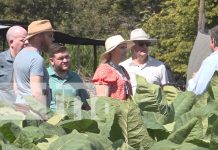 Extranjeros exploran el proceso de cultivo del tabaco en Estelí Foto: Extranjeros exploran el proceso de cultivo del tabaco en Estelí / TN8