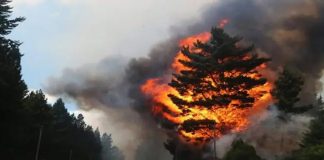 Foto: Incendio forestal en La Patagonia, Argentina /Cortesía