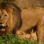 ¡Adiós moto! El miedo al león lo hizo huir corriendo Foto: León causa caos /cortesía