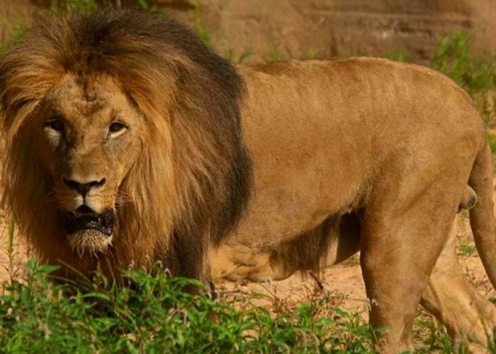 Foto: León causa caos /cortesía Foto: León causa caos /cortesía