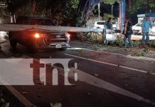 Conductor supuestamente borracho se pasa llevando un poste en Carretera Sur Foto: Conductor supuestamente borracho se pasa llevando un poste en Carretera Sur/TN8