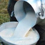 Nicaragua aumenta producción de leche «380 millones de galones en 2024» Foto: La producción de leche continúa posicionándose/Cortesía
