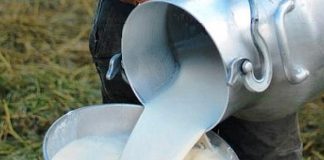Foto: La producción de leche continúa posicionándose/Cortesía