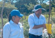 IPSA garantiza la vigilancia fitosanitaria en cultivos de tomate, chiltoma y chile Foto: IPSA continúa implementando rigurosas medidas/Cortesía