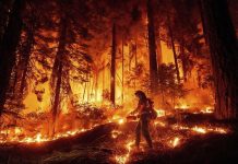 Incendios en Los Ángeles dejan 24 muertos y 16 desaparecidos Foto: Incendios en Los Ángeles dejan 24 muertos y 16 desaparecidos