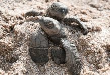 MARENA anunció la liberación de 176,980 tortuguillos en el Refugio La Flor Foto: MARENA anunció la liberación de 176,980 tortuguillos/Cortesía