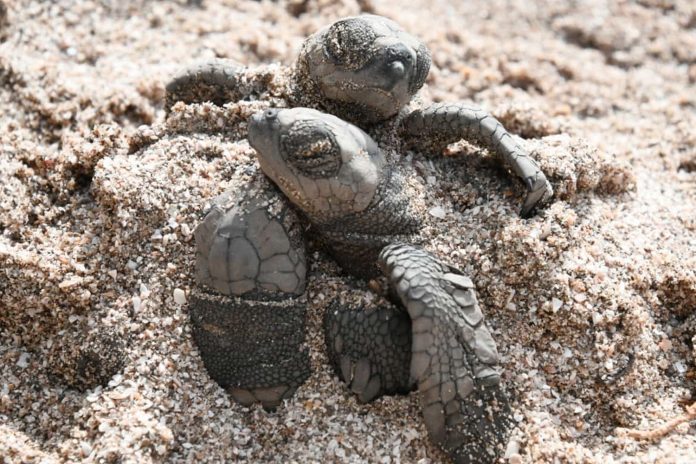 Foto: MARENA anunció la liberación de 176,980 tortuguillos/Cortesía Foto: MARENA anunció la liberación de 176,980 tortuguillos/Cortesía