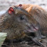 MARENA impulsa la sostenibilidad en reserva ecológica de Diriamba, Carazo Foto: MARENA impulsa la sostenibilidad en reserva ecológica de Diriamba, Carazo/Cortesía