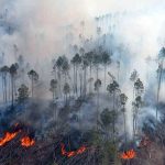 ¡Paraguay en crisis! Ola de calor intensifica incendios forestales Foto: Paraguay enfrenta una grave crisis ambiental/Cortesía
