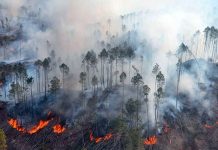 ¡Paraguay en crisis! Ola de calor intensifica incendios forestales Foto: Paraguay enfrenta una grave crisis ambiental/Cortesía