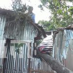 Rama de árbol destruye techo y deja dos personas lesionadas en Estelí Foto: Rama de árbol destruye techo y deja dos personas lesionadas en Estelí/TN8