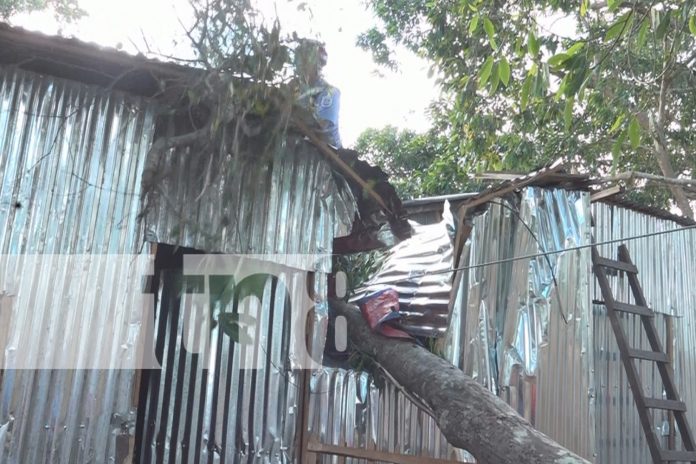 Foto: Rama de árbol destruye techo y deja dos personas lesionadas en Estelí/TN8