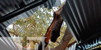 Foto: Vientos huracanados derriban árbol sobre vivienda en Potosí/TN8
