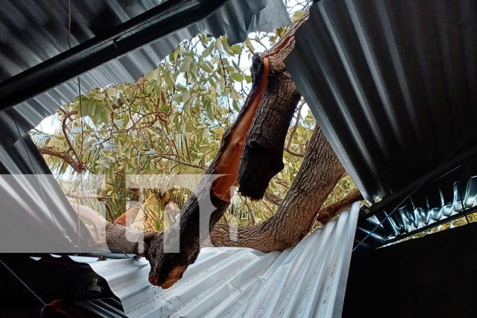 Foto: Vientos huracanados derriban árbol sobre vivienda en Potosí/TN8 Foto: Vientos huracanados derriban árbol sobre vivienda en Potosí/TN8
