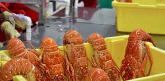 Foto: Inspecciones sanitarias garantizan calidad de langosta para exportación en 2025 /Cortesía