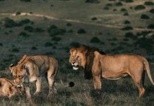 Milagro en Zimbabue: Niño sobrevive 5 días entre leones en un parque salvaje Foto: Niño sobrevive entre leones en un parque de Zimbabue /Cortesía