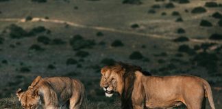 Foto: Niño sobrevive entre leones en un parque de Zimbabue /Cortesía