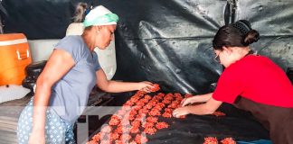 Foto: Cajeta de leche, huevos chimbos y más: Dulces tradicionales que llevaron a Liliana Solano al éxito. ¡Orgullo de Teustepe!/TN8